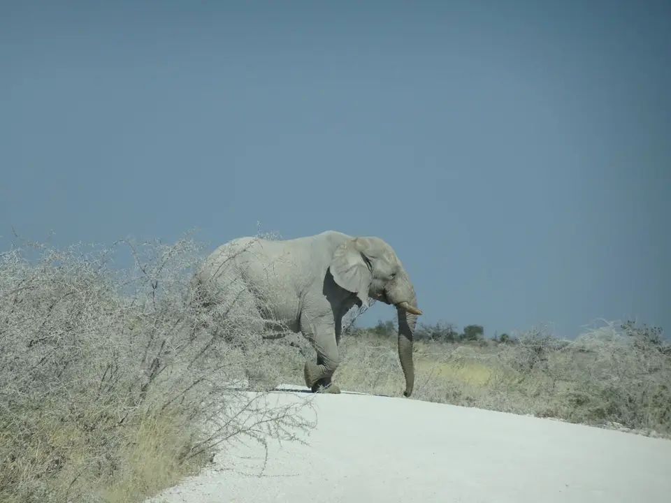 63Elefant.JPG