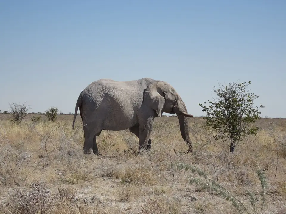65Elefant.JPG
