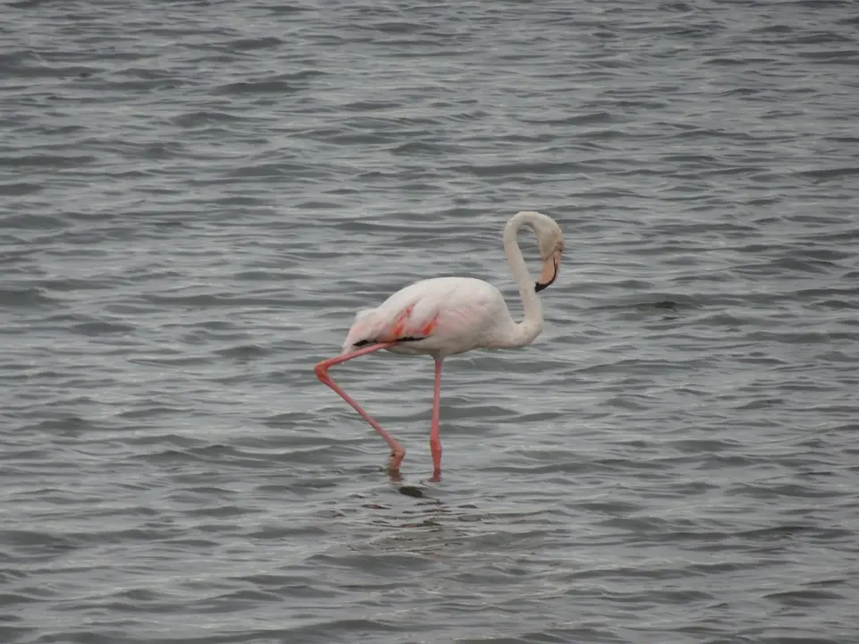 66Flamingo.JPG