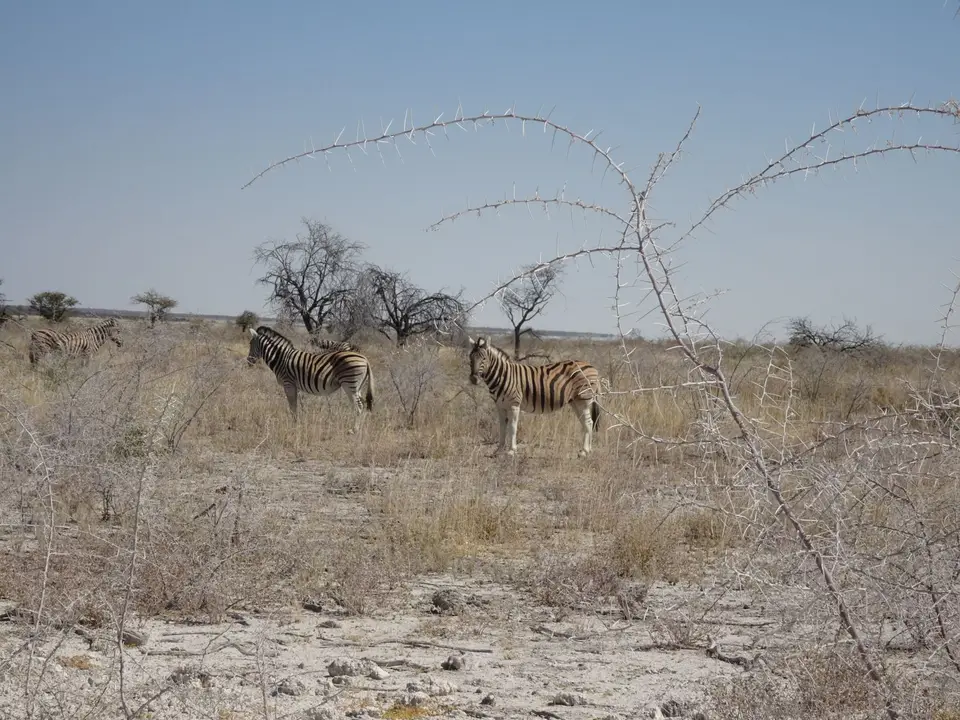 68Zebras.JPG