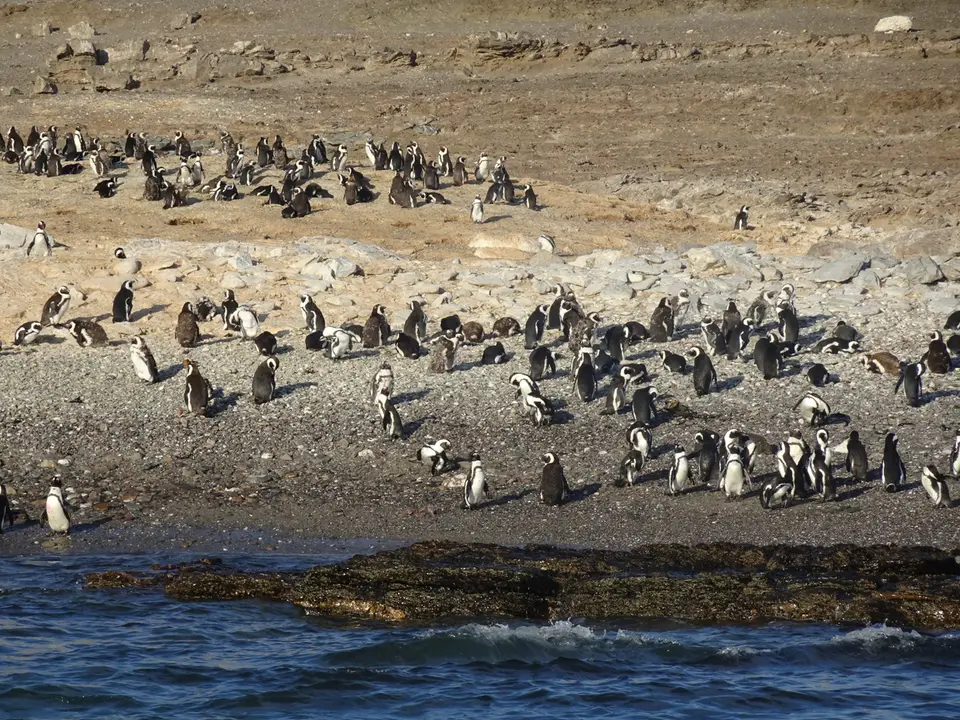 75.1AfrikanischePinguine.JPG