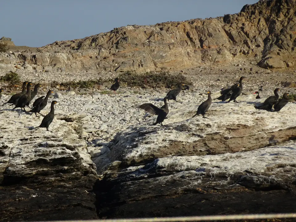 75CapeCormorant.JPG