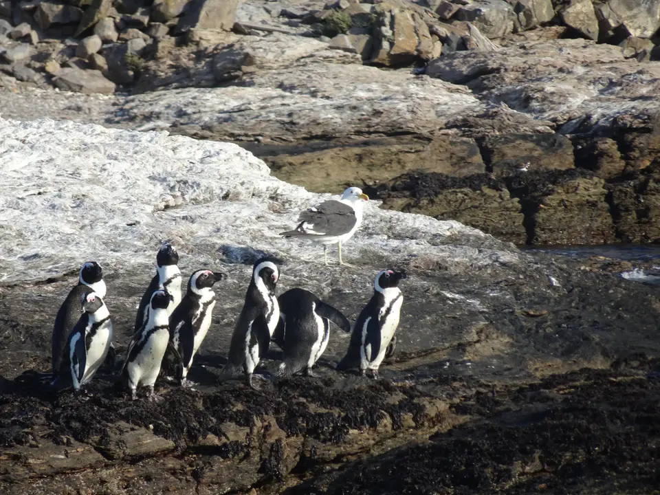 76AfrikanischePinguine.JPG
