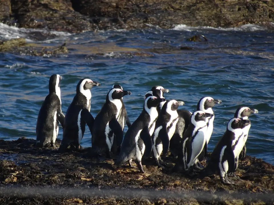77Penguins.JPG