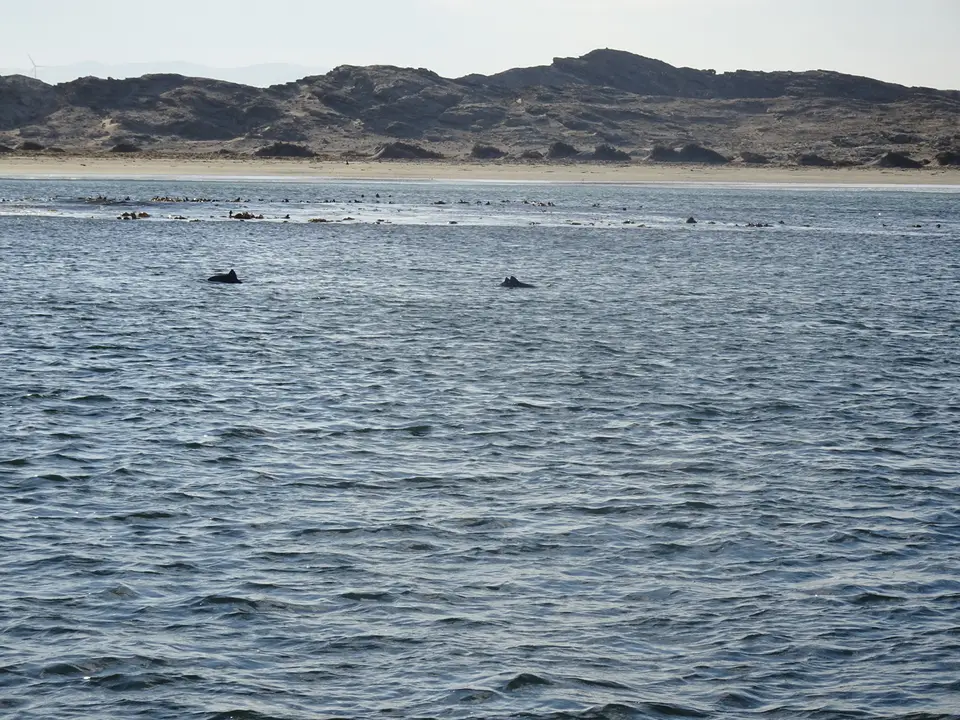 78Dolphinsfromafar.JPG