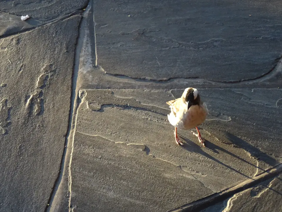 8Birdlife.JPG