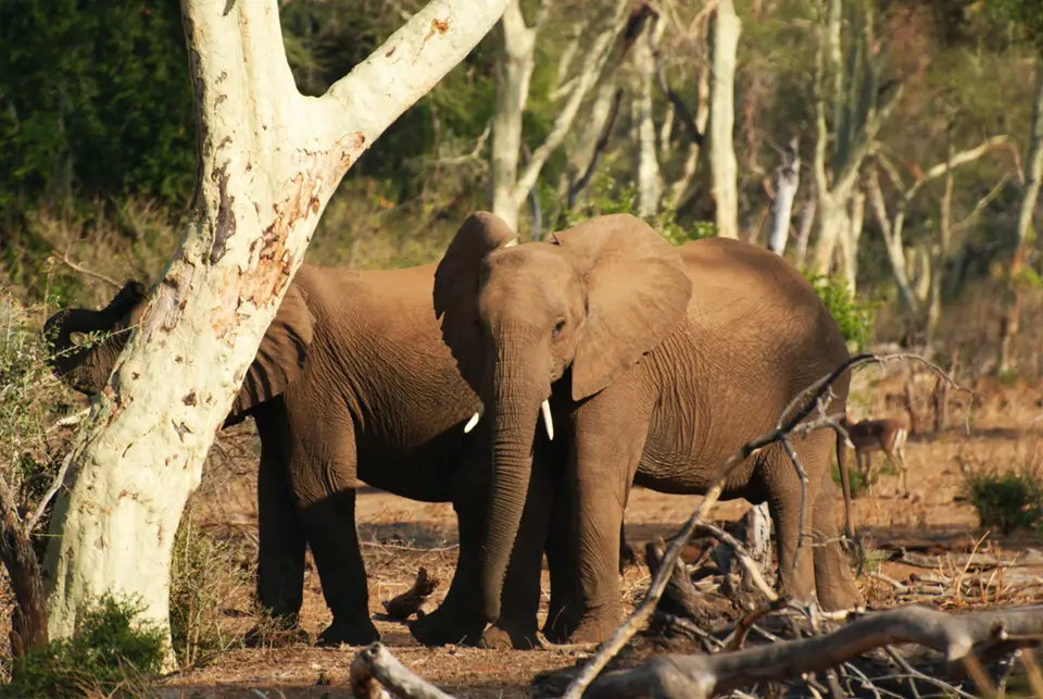 Ellies_Pafuri-2.jpg