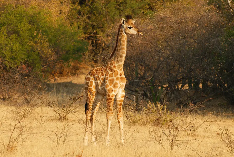 GiraffeimBushwaPrivatGameReserv-2.jpg