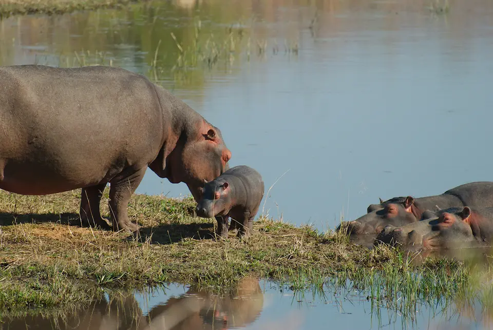 HipposSekala-2.jpg