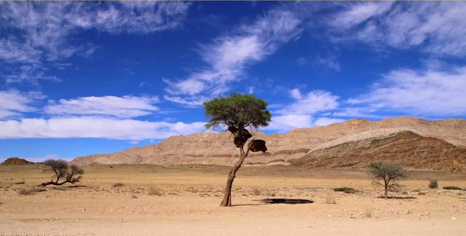 3trees.jpg