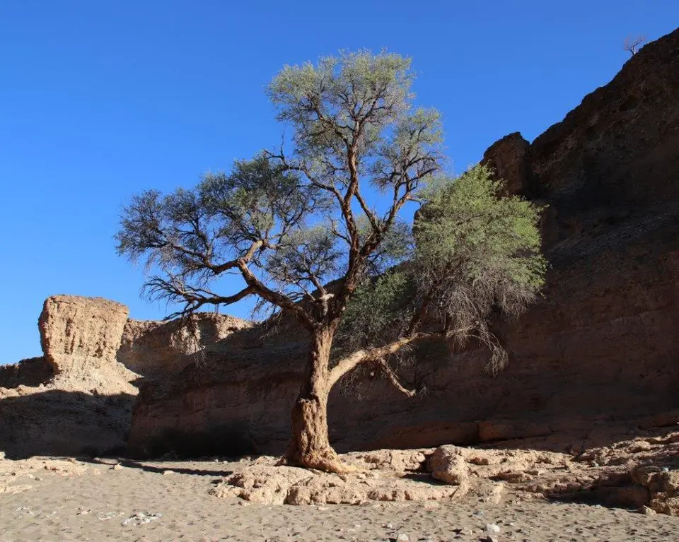 CanyonBaum.jpg