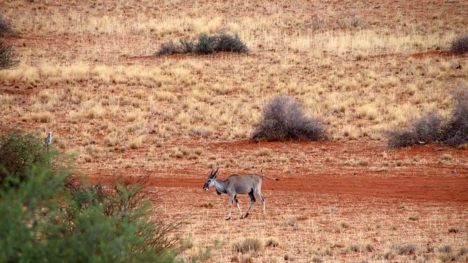 Eland.jpg