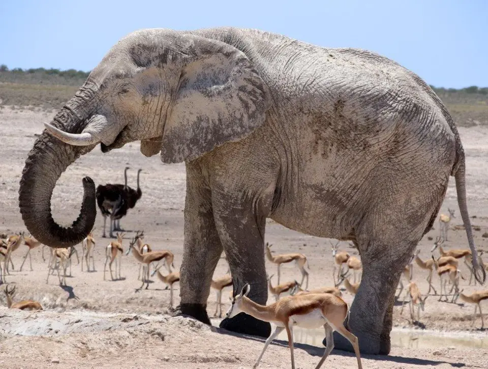 Elefant.jpg