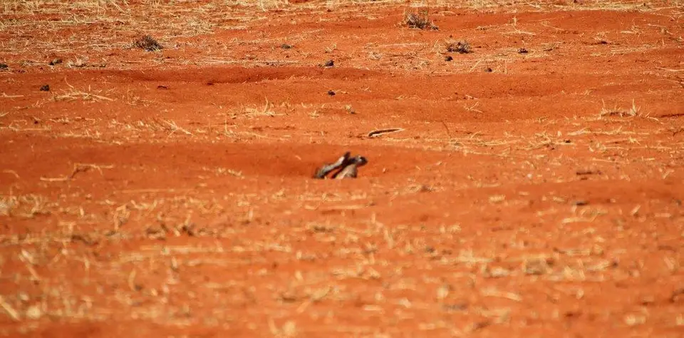 Erdhörnchen.jpg