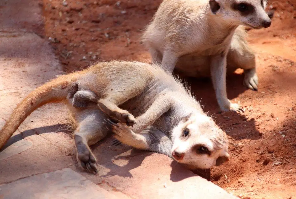 Erdmännchen1.jpg