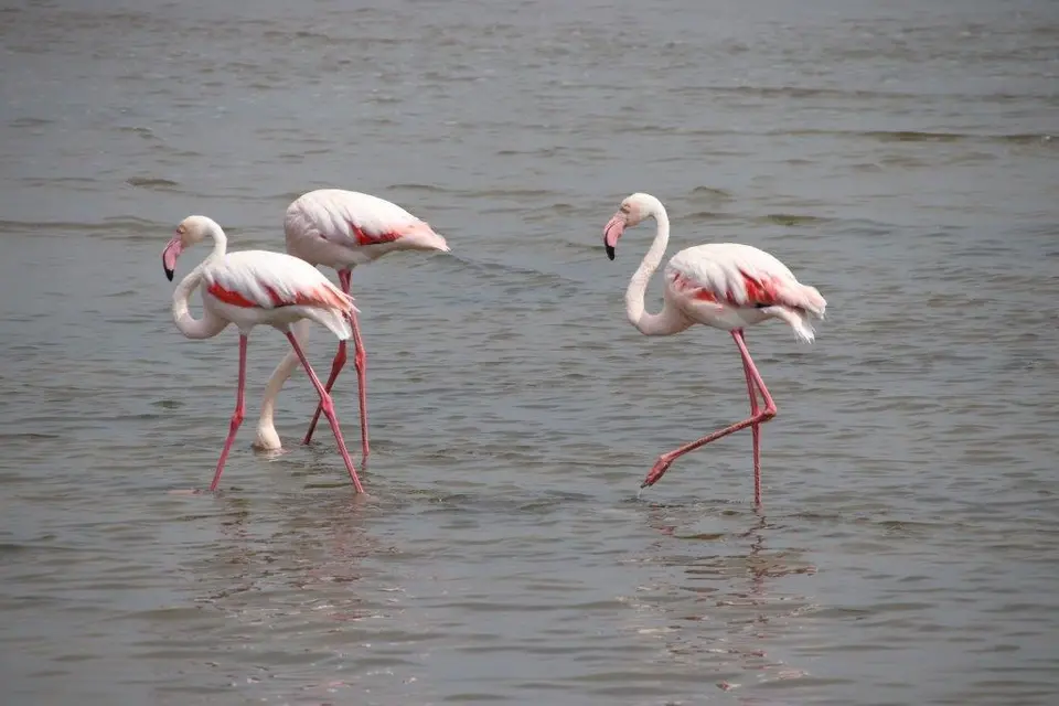 Flamingos.jpg