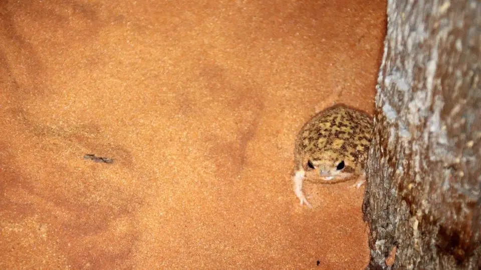 Frosch.jpg