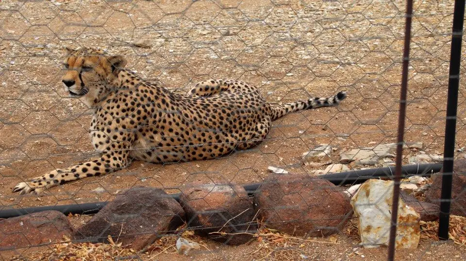 Gepard.jpg