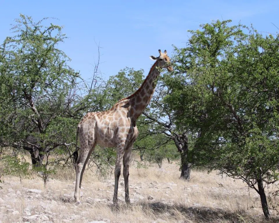 Giraffe-2.jpg