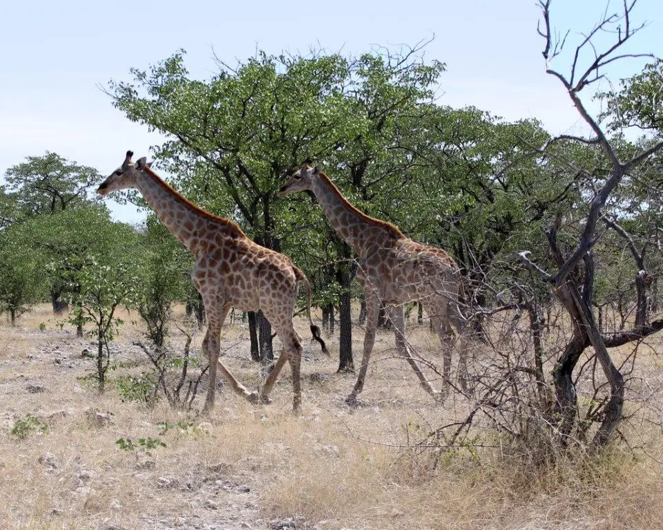 Giraffen.jpg