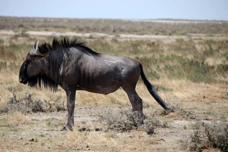 Gnu.jpg