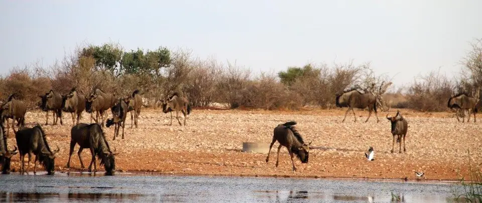 Gnus.jpg
