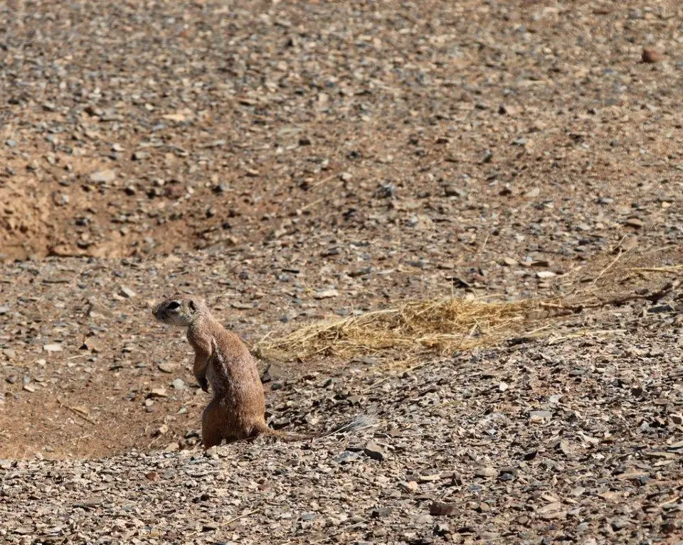 KeetmanshopErdhörnchen.jpg