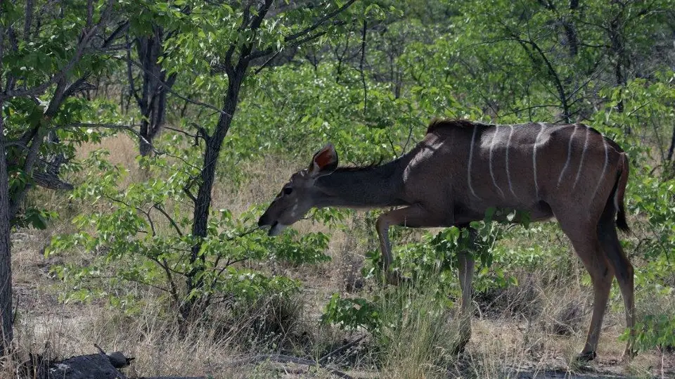 Kudu.jpg