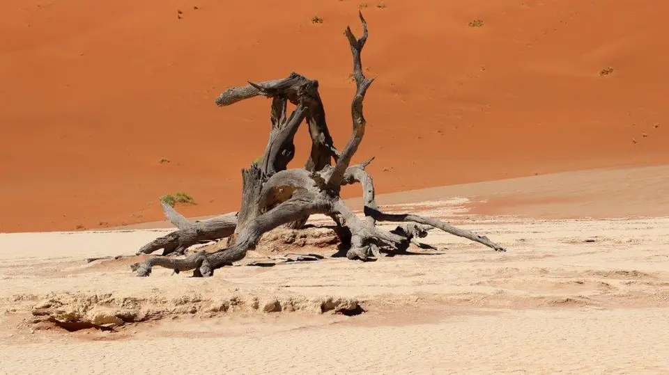 Kunst-Baum.jpg
