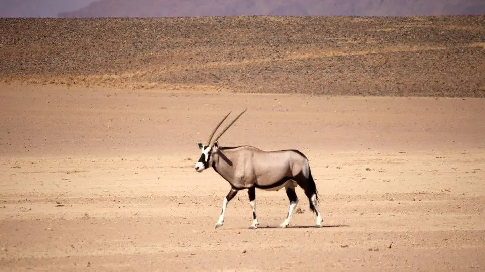 Oryx-2.jpg