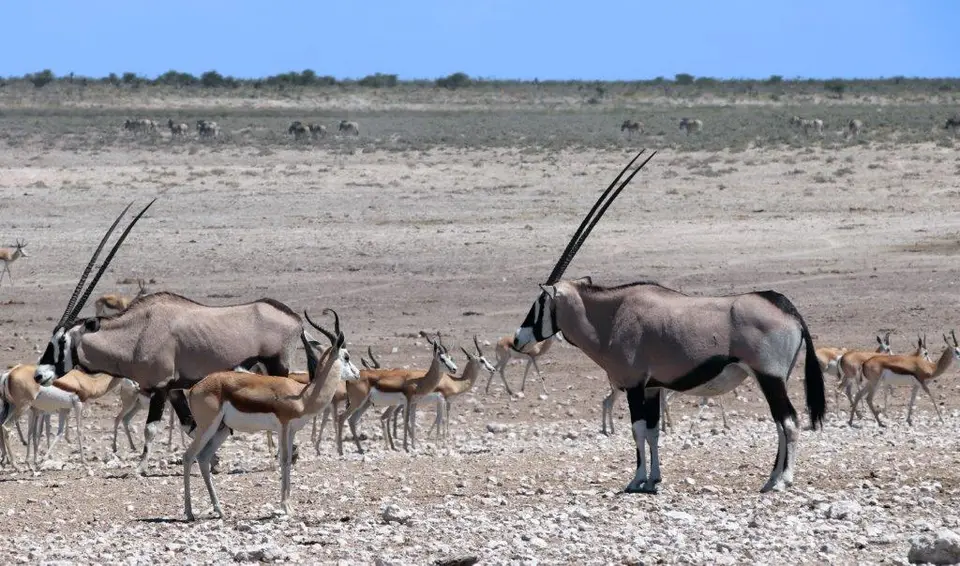 Oryx.jpg