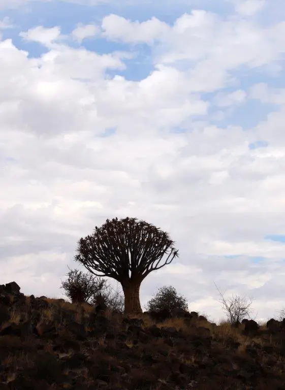 Quivertree.jpg