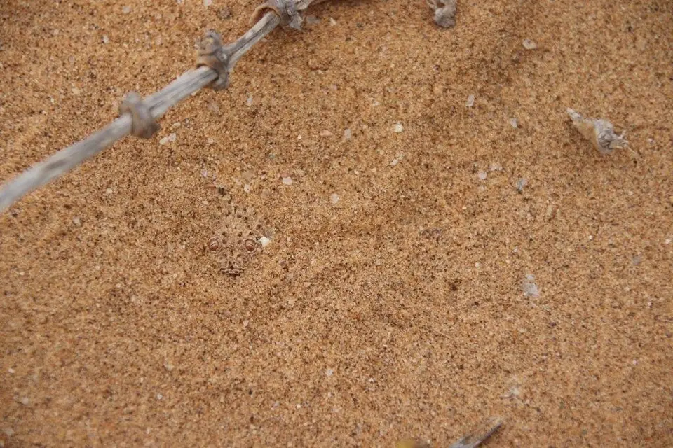Sandvieper.jpg