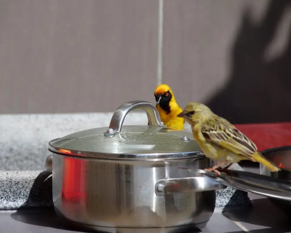 Webervögel.jpg