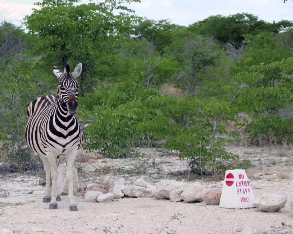 Zebra-Staff.jpg
