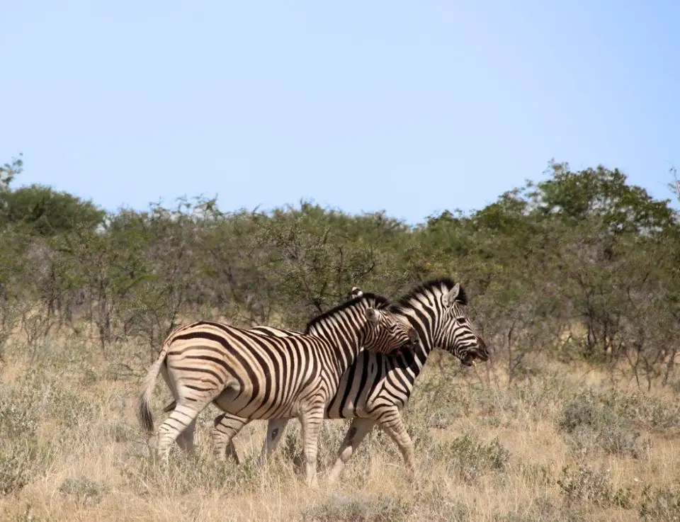 Zebras-2-3.jpg