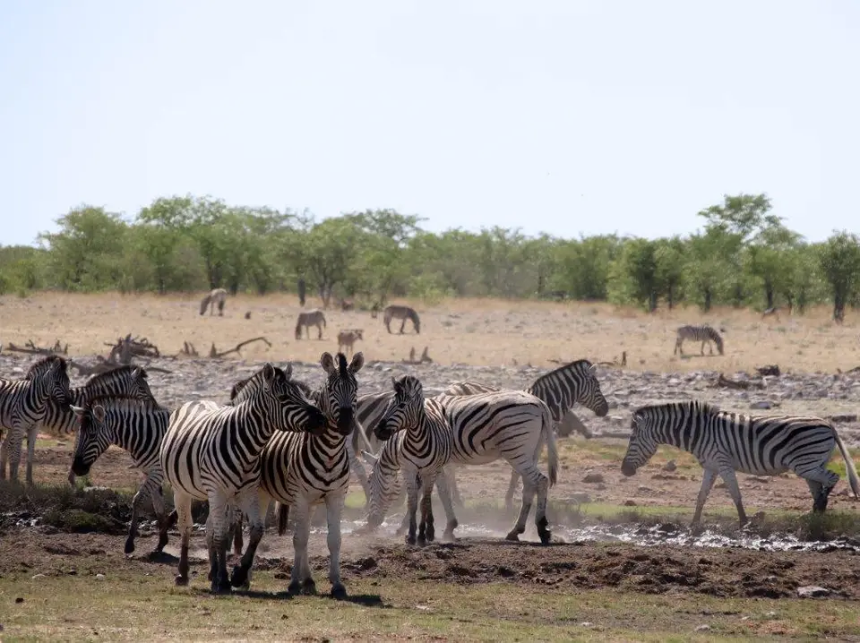 Zebras-2.jpg
