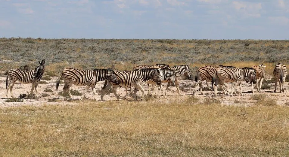 Zebras.jpg