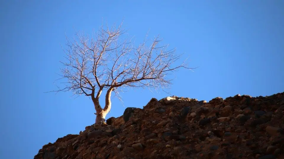 canyonbaumoben.jpg