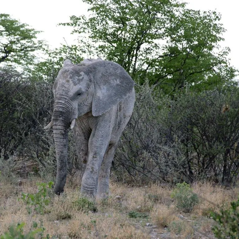 grauerElephant.jpg
