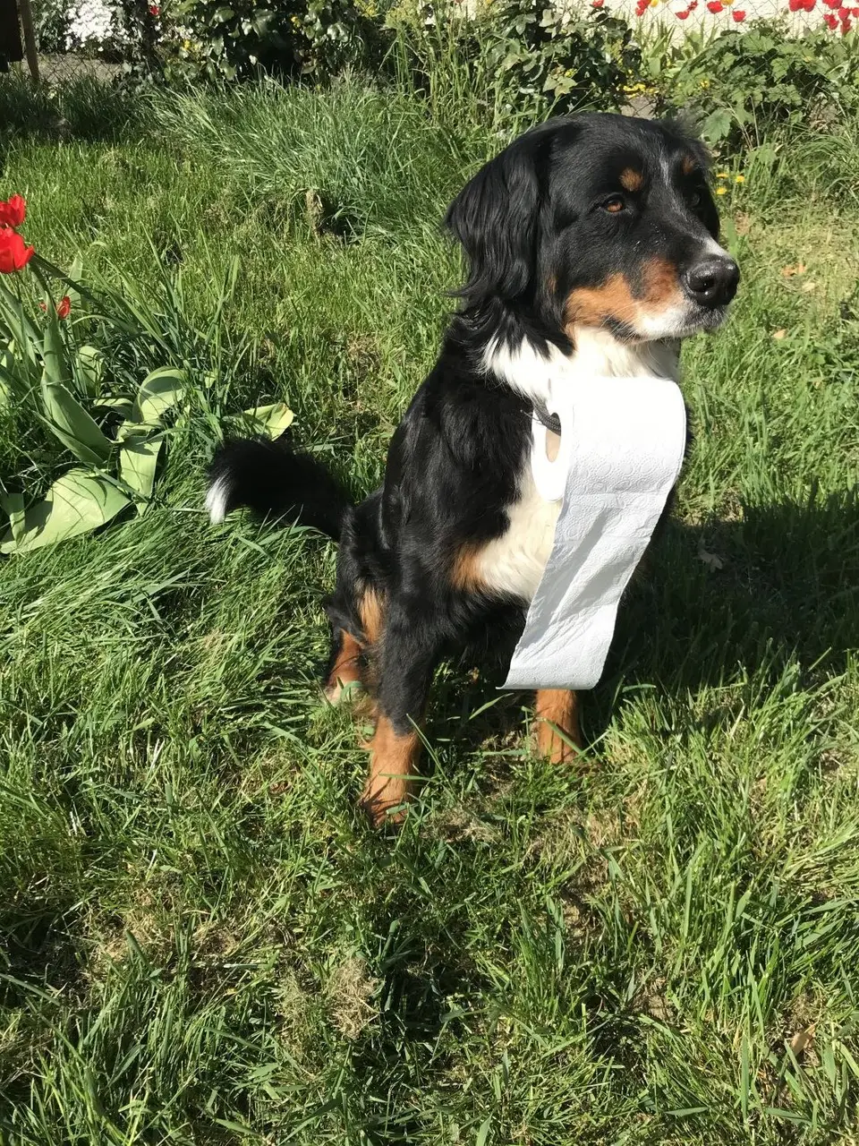 hund.jpg