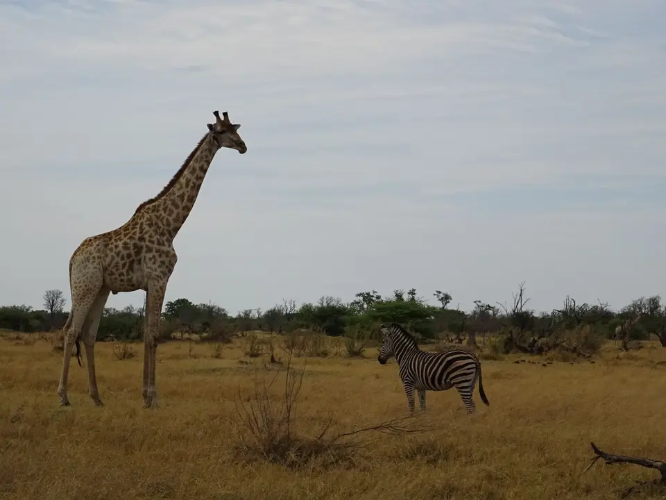 DSC01081.JPG