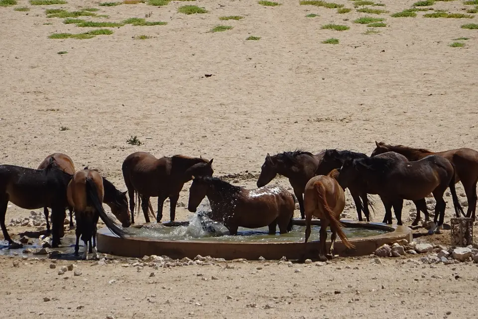 Namibia2018_1285.JPG