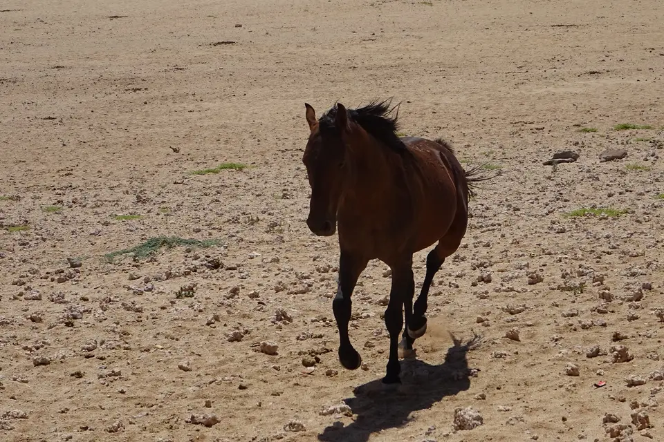 Namibia2018_1288.JPG