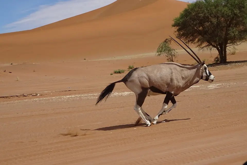 Namibia2018_1463.JPG