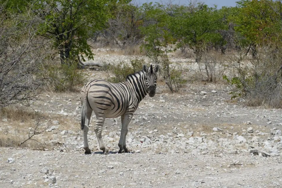 Namibia2018_1724.JPG