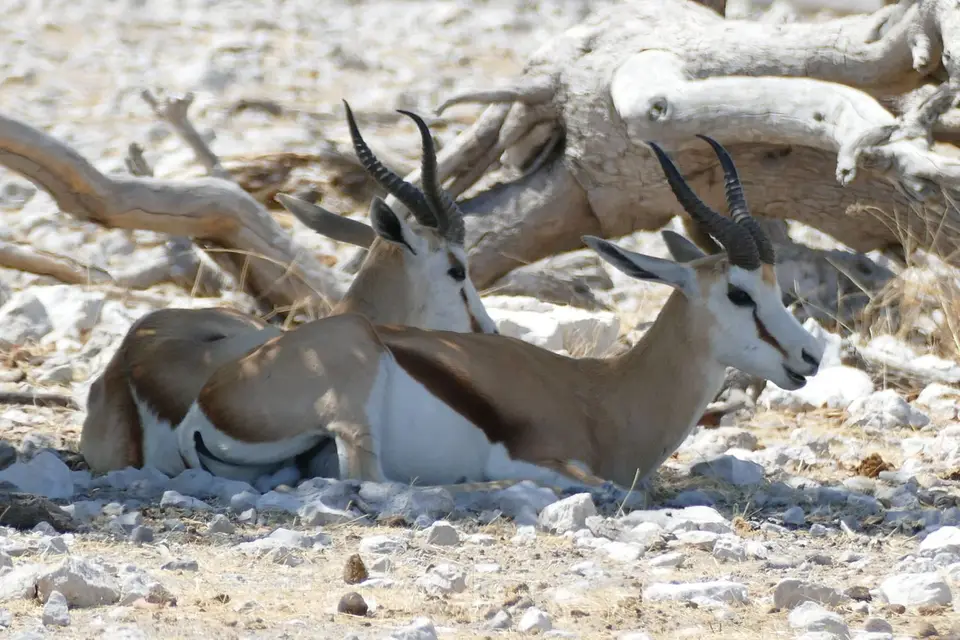 Namibia2018_1728.JPG
