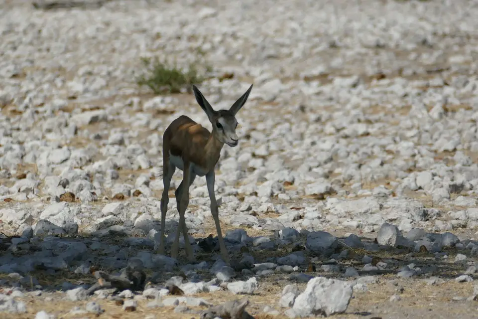 Namibia2018_1735.JPG