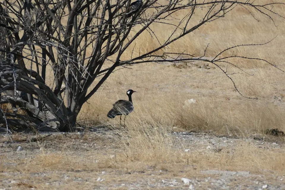 Namibia2018_1736.JPG