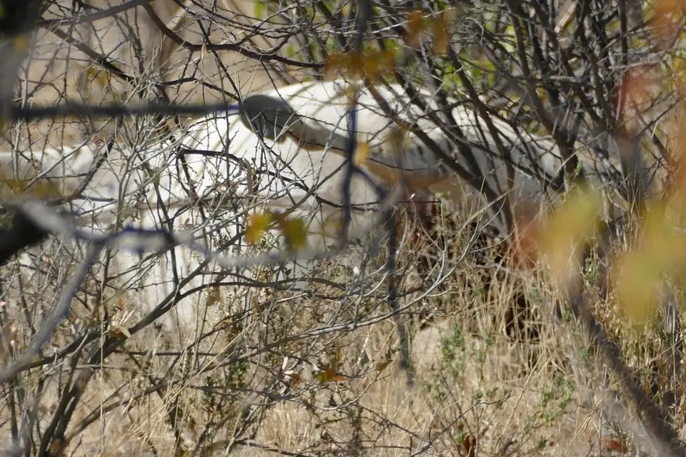 Namibia2018_1737.JPG